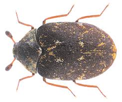 Attēlu rezultāti vaicājumam “Anthrenus museorum”