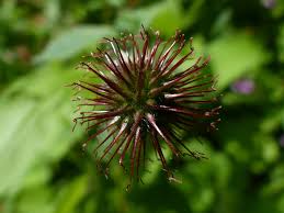 Image result for Geum urbanum