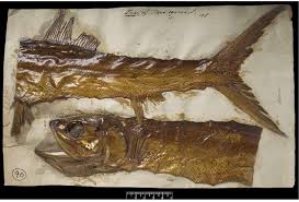 Image result for Elops saurus