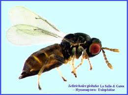 Attēlu rezultāti vaicājumam “Lycogala botrydium sessile”