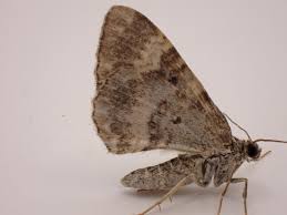 Attēlu rezultāti vaicājumam “Xanthorhoe spadicearia”