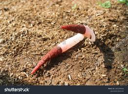 Attēlu rezultāti vaicājumam “Mutinus ravenelii”