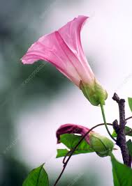 Attēlu rezultāti vaicājumam “Calystegia sepium fruit”