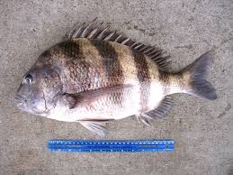 Image result for Archosargus probatocephalus