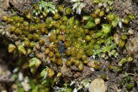 Attēlu rezultāti vaicājumam “Acaulon muticum sporophyte”