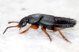 Attēlu rezultāti vaicājumam “Platydracus fulvipes”