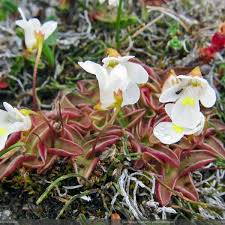 Attēlu rezultāti vaicājumam “Pinguicula alpina”