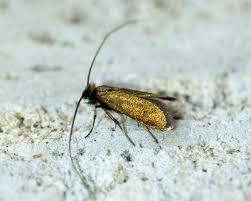 Attēlu rezultāti vaicājumam “Cauchas rufimitrella”