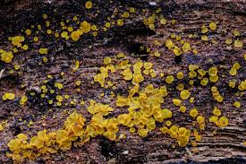 Attēlu rezultāti vaicājumam “Orbilia sp.”