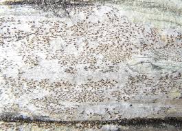 Attēlu rezultāti vaicājumam “Xylographa paralella”