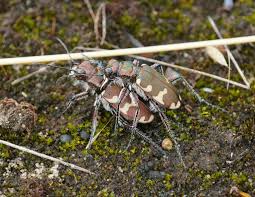 Attēlu rezultāti vaicājumam “Cicindela hybrida”