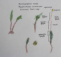 Attēlu rezultāti vaicājumam “Acrocarpous mosses”