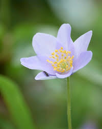 Image result for Buschwindröschen