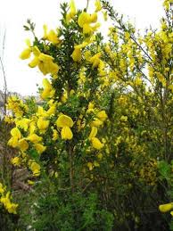Image result for Cytisus scoparius