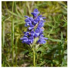 Attēlu rezultāti vaicājumam “Dracocephalum ruyschiana”