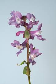 Attēlu rezultāti vaicājumam “Corydalis cava flower”