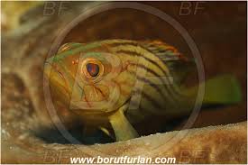 Image result for Epinephelus costae