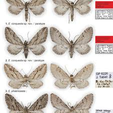 Attēlu rezultāti vaicājumam “Eupithecia icterata female”