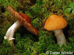 Attēlu rezultāti vaicājumam “Rozites caperata”