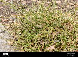 Attēlu rezultāti vaicājumam “Juncus squarrosus fruit”