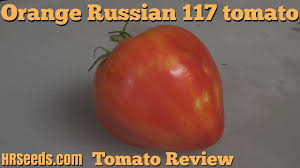 Afbeeldingsresultaat voor belarus orange tomato