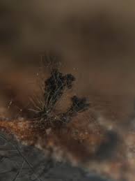 Attēlu rezultāti vaicājumam “Melanospora lagenaria”