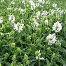 Attēlu rezultāti vaicājumam “Stachys officinalis bud”