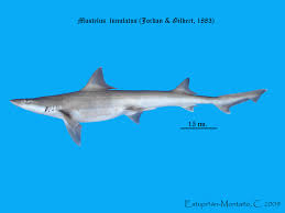 Image result for Mustelus mustelus