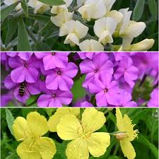 Attēlu rezultāti vaicājumam “Gymnocladus dioicus flower”