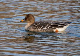 Attēlu rezultāti vaicājumam “Anser serrirostris adult”