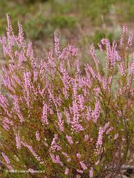 Attēlu rezultāti vaicājumam “Calluna vulgaris leaf”