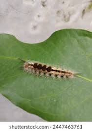 Attēlu rezultāti vaicājumam “Lymantriidae”