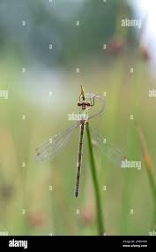 Attēlu rezultāti vaicājumam “Lestes virens”