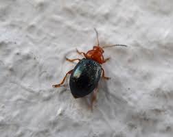 Attēlu rezultāti vaicājumam “Alticinae”