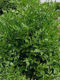 Image result for Liebstöckel