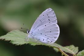 Attēlu rezultāti vaicājumam “Celastrina argiolus female”