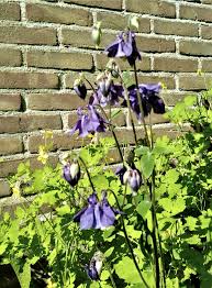 Image result for Akelei