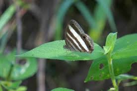 Attēlu rezultāti vaicājumam “Brenthis ino underside”
