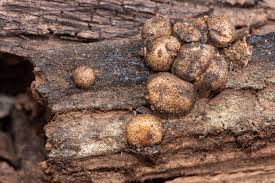 Attēlu rezultāti vaicājumam “Lycogala roseosporum sessile”