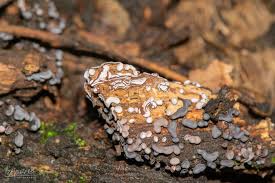 Attēlu rezultāti vaicājumam “Diderma hemisphaericum”