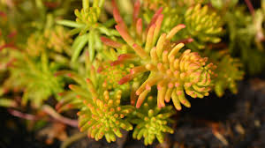 Attēlu rezultāti vaicājumam “Sedum rupestre leaf”