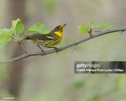 Image result for Dendroica tigrina