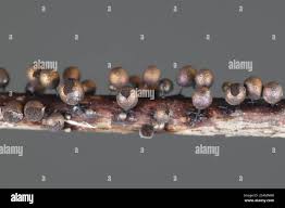 Attēlu rezultāti vaicājumam “Lamproderma ovoideum”