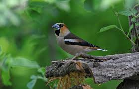 Attēlu rezultāti vaicājumam “Coccothraustes coccothraustes”