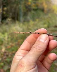 Attēlu rezultāti vaicājumam “Fuligo gyrosa plasmodium”