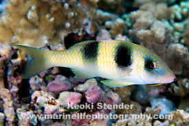 Image result for Parupeneus trifasciatus