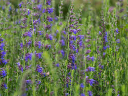 Image result for Ysop