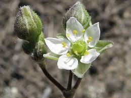 Attēlu rezultāti vaicājumam “Spergula morisonii”