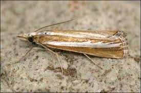 Attēlu rezultāti vaicājumam “Catoptria fulgidella”