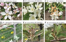 Attēlu rezultāti vaicājumam “Malus domestica flower”